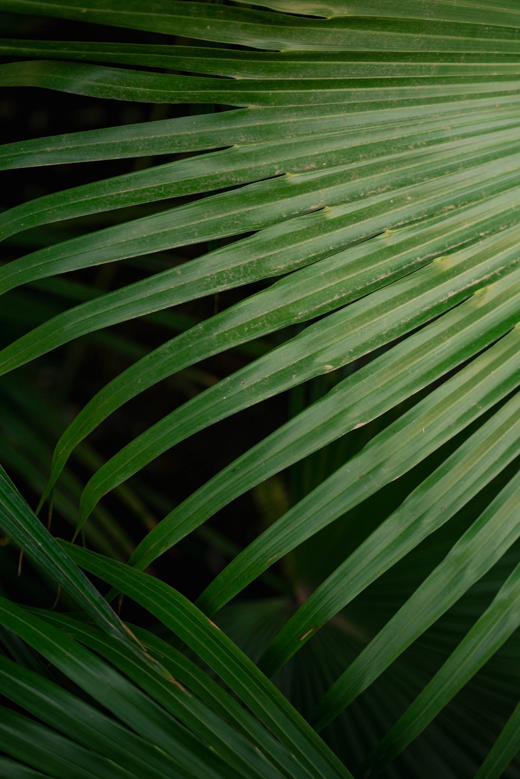 The Costa Adventure — still 28
