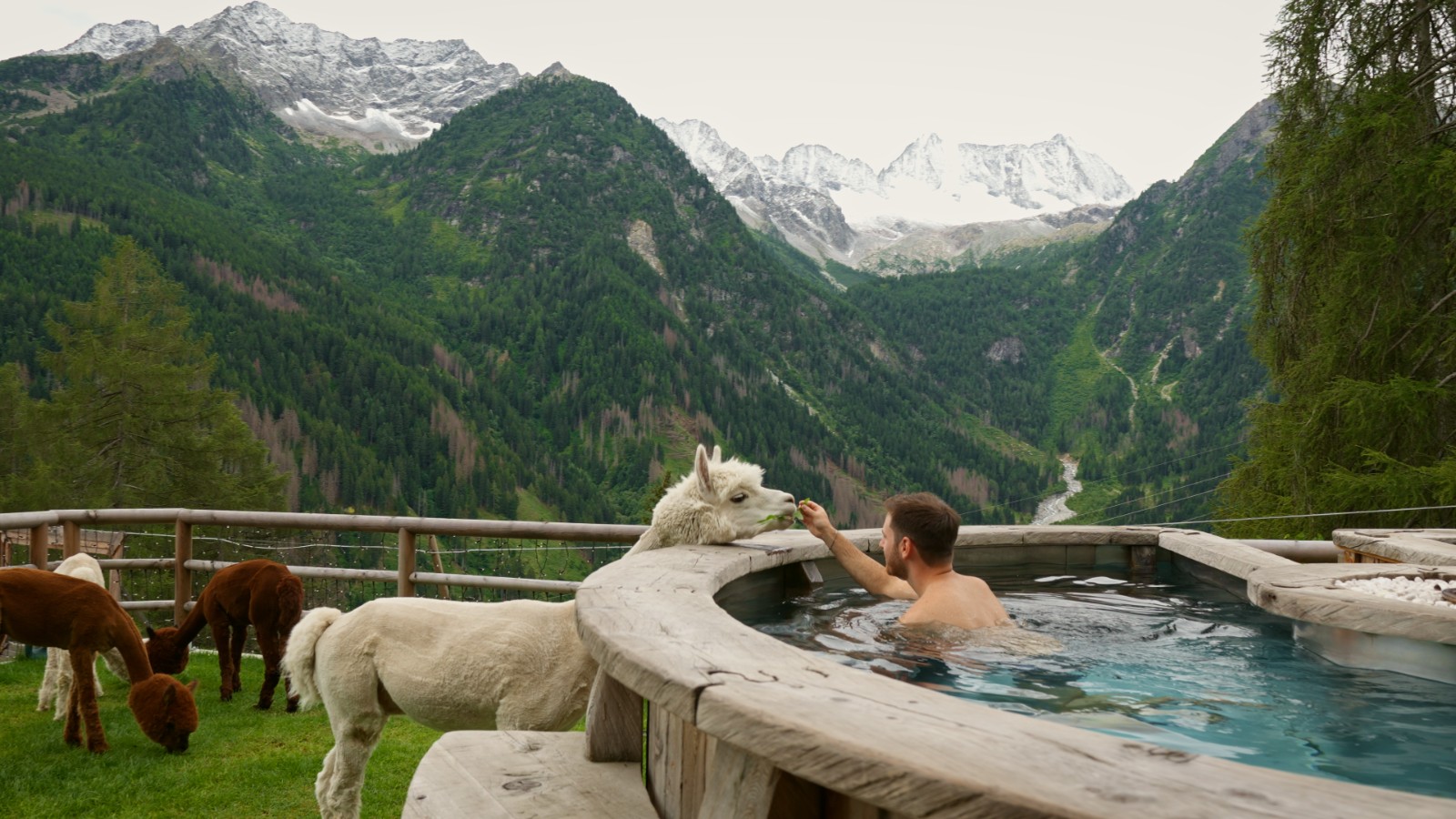 Chalet al Foss — alpaca by the pool