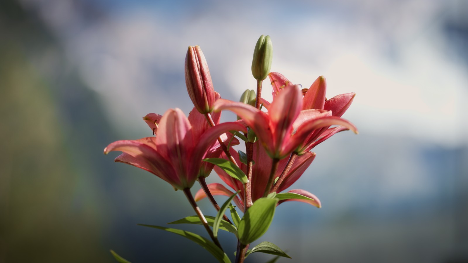 Chalet al Foss — lily in bloom