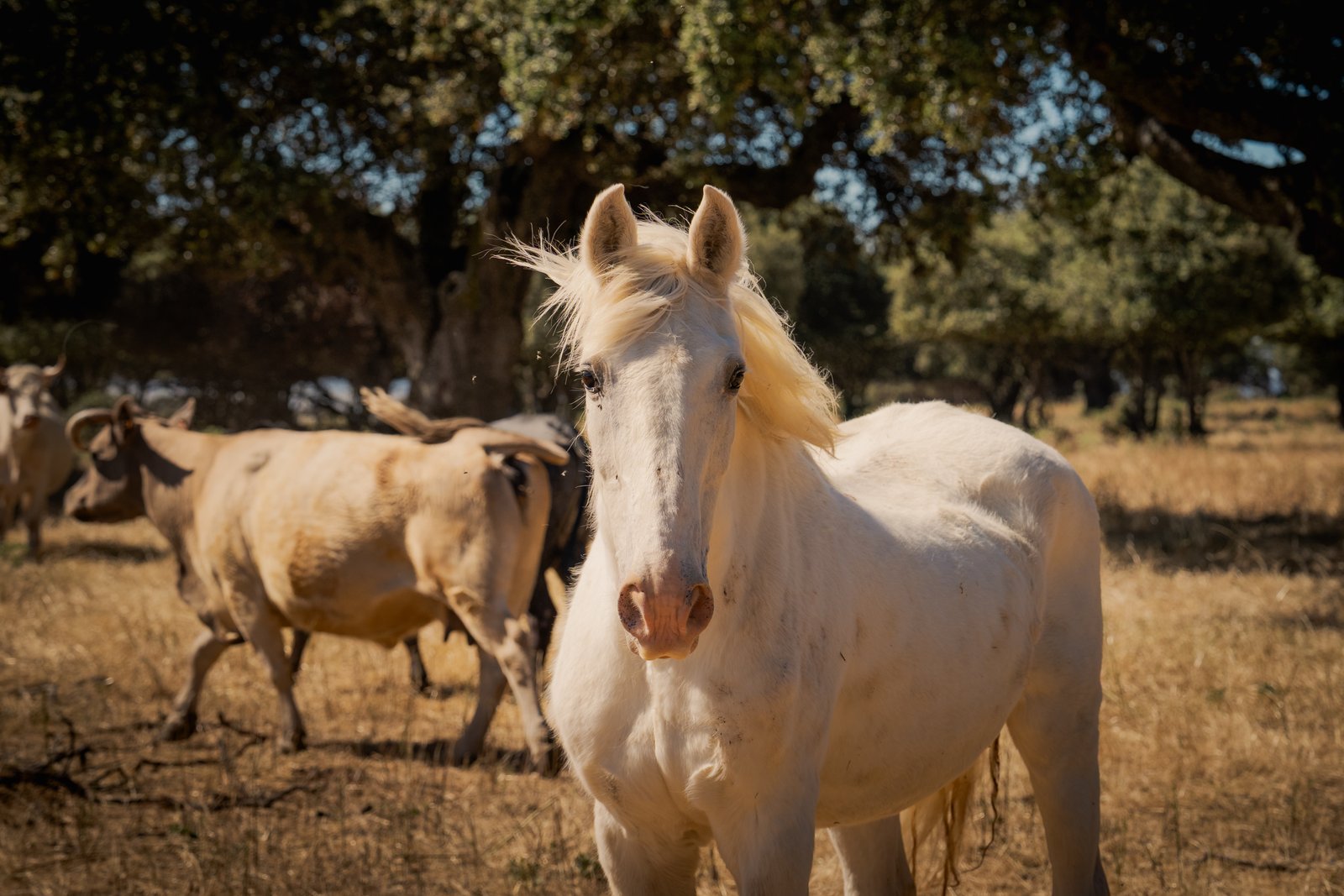 Iberian Peninsula Rally — still 31
