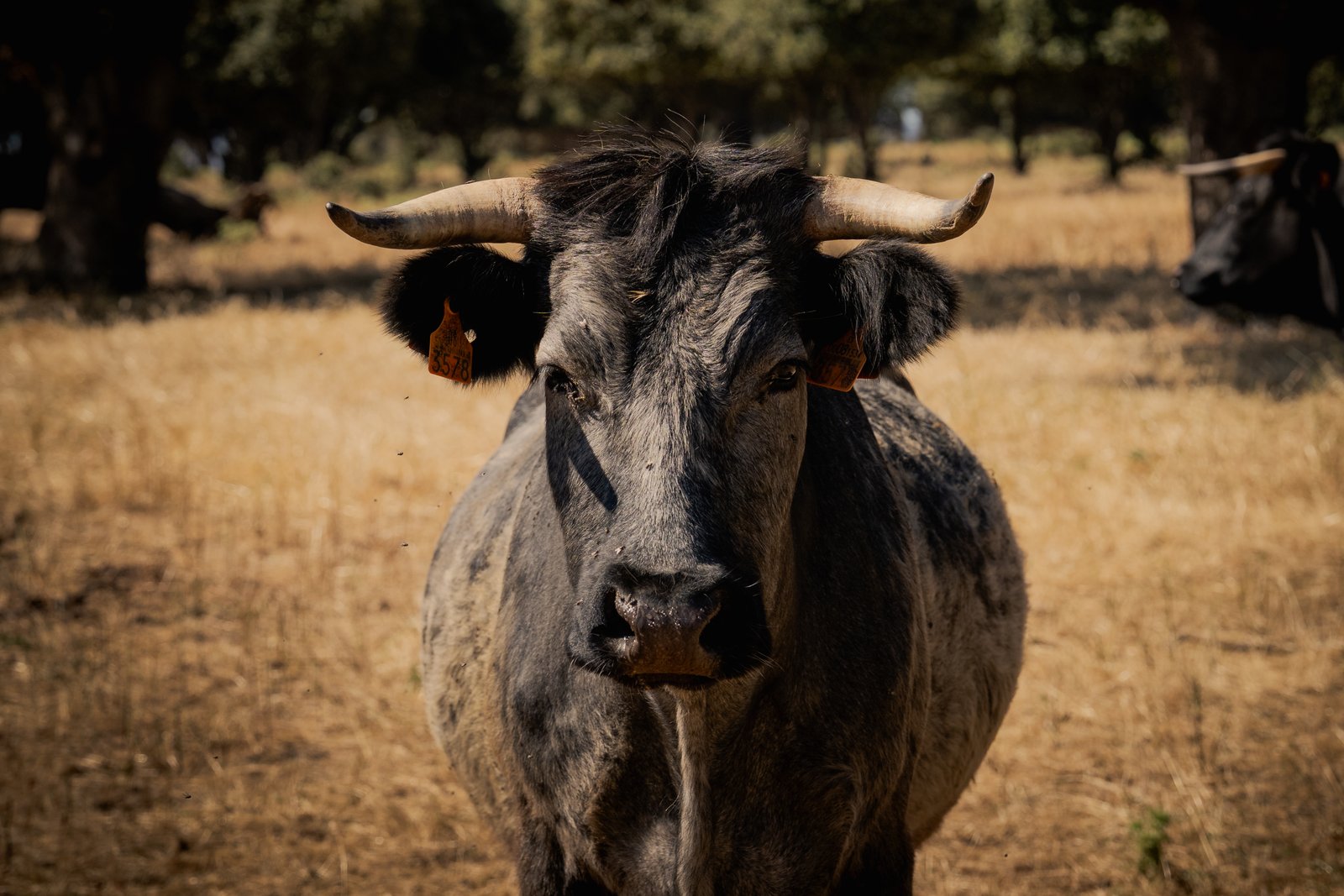 Iberian Peninsula Rally — still 30