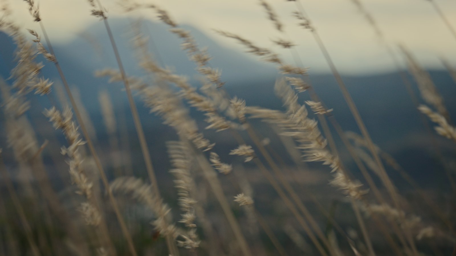 Moto.it · backlit wheat