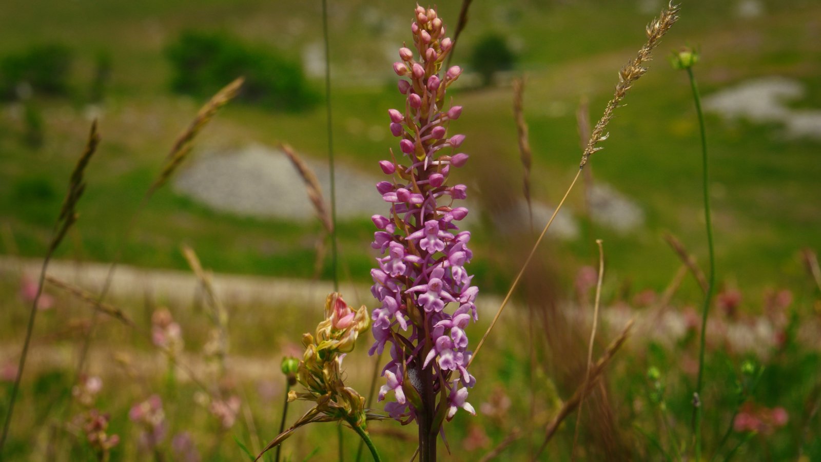 Moto.it · orchid