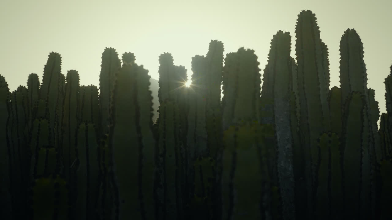 Sonten — still 11