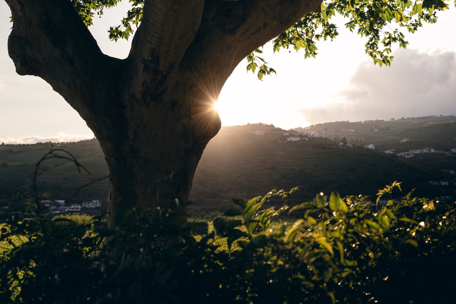 Verve Rally · Portugal — still 05